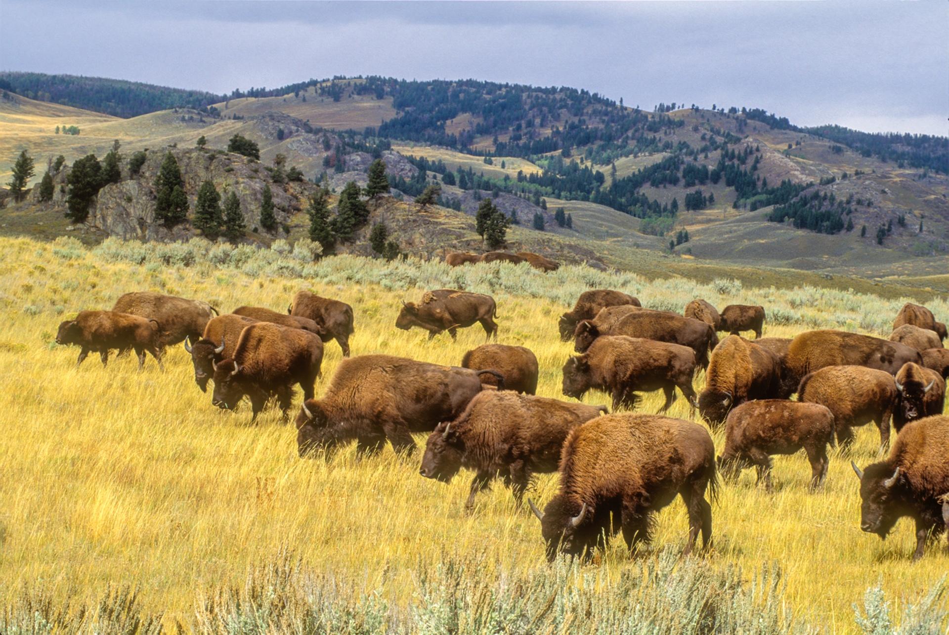 Yellowstone in Four Seasons